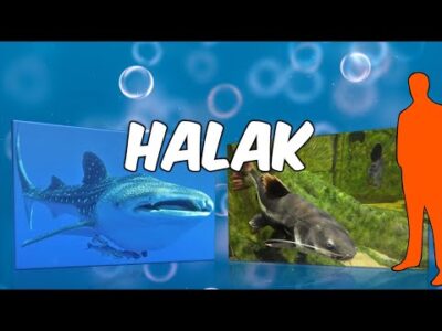 A halak🦈🐟🐡#gyerekeknek #ismeretterjesztő #halak #cápa #állatok #oktatás #fejlesztő #iskola