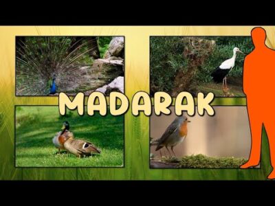 A madarak #ismeretterjesztő #gyerekeknek 🐣🦩🦉#fejlesztő #állatok