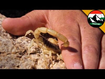A SIVATAGI SZŐRÖS SKORPIÓ CSÍPÉSE | A legjobb videók a Brave Wilderness Magyar csatornán