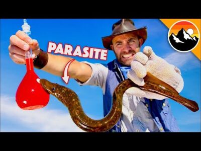 AKVÁRIUMBAN PARAZITÁKKAL! Víztározó tengeri lámpásokkal | Brave Wilderness Magyar | Extrém vadállat