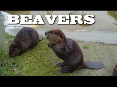 All About Beavers for Children: Animal Videos for Kids – FreeSchool