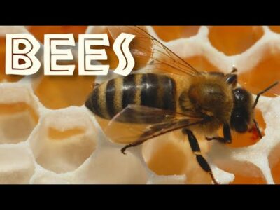 All About Bees for Kids: Bee Facts and Information for Children – FreeSchool