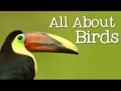 All About Birds for Children: Animal Learning for Kids – FreeSchool