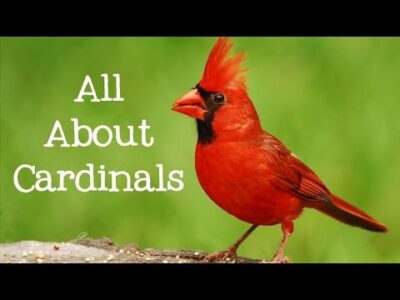 All About Cardinals: Backyard Bird Series – FreeSchool