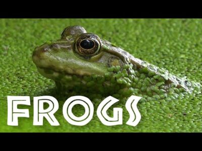 All About Frogs for Kids – Facts About Frogs and Toads for Children: FreeSchool