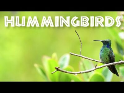 All About Hummingbirds for Kids – Hummingbird Facts for Children: FreeSchool