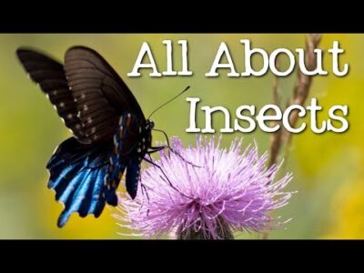 All About Insects for Children: Bees, Butterflies, Ladybugs, Ants and Flies for Kids – FreeSchool
