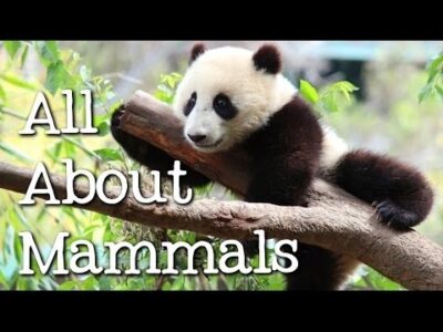 All About Mammals for Children: Cats, Bears, Elephants, Pandas and More – FreeSchool