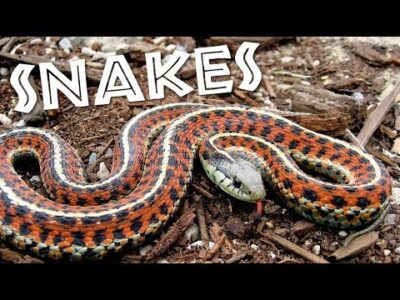 All About Snakes for Kids: Learn about Snakes for Children – FreeSchool