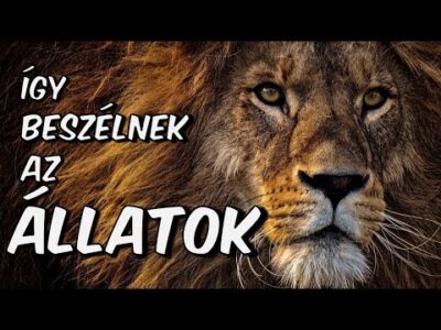 Állathangok #gyerekeknek #állathangok #oroszlán #állatok #ovi #fejlesztőjáték #mese #tanya #tanulás