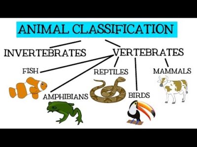 Animal Classification for Children: Classifying Vertebrates and Invertebrates for Kids – FreeSchool