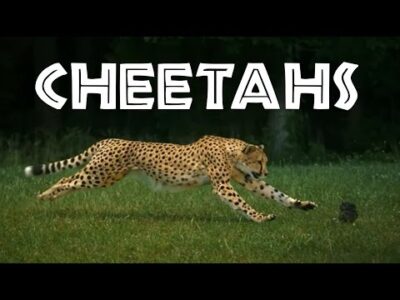 Cheetahs for Kids: Learn All About Cheetahs – FreeSchool