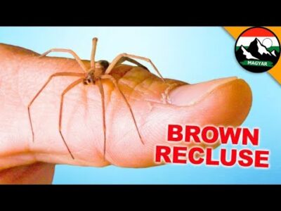 Coyote Peterson a barna magányos pókkal szemben | Brave Wilderness Magyar – összes videó