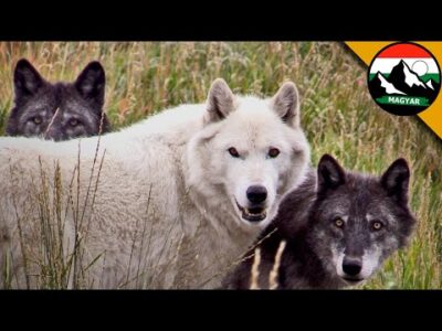 Coyote találkozott egy farkasfalkával | A legjobb videók a Brave Wilderness Magyar csatornán