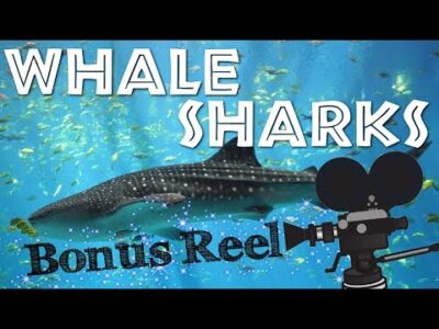 Did You Know? Fun Facts About Whale Sharks – FreeSchool Bonus Reel