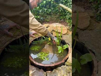 DIY Wildlife Pond in a Barrel 🐸🌱 #gardening #ponds #biodiversity