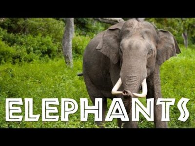 Elephants for Children: Learn All About Elephants – FreeSchool