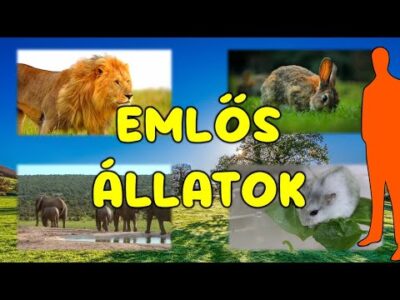 Emlős állatok #gyerekeknek #ismeretterjesztő #oktatás #iskola #emlősök #oroszlán #érdekesség #állat