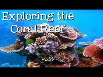 Exploring the Coral Reef: Learn about Oceans for Kids – FreeSchool