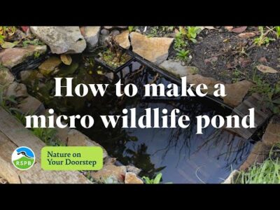 How to make a micro wildlife pond | RSPB Nature on Your Doorstep