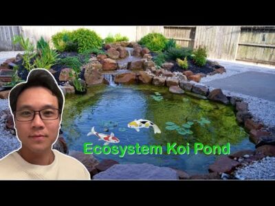 How we build a 14×13 natural Koi pond with beautiful waterfall.
