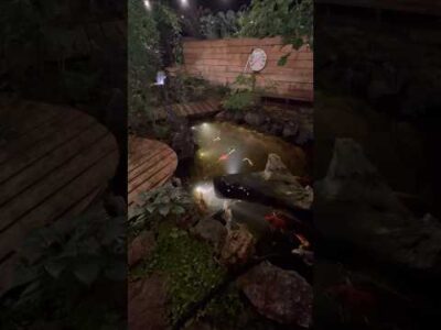 Koi pond build in under a minute. #koipond #koi