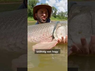 Lenyűgöző óriás aligátorhal – több erő kell a tartásához! #shorts #természet