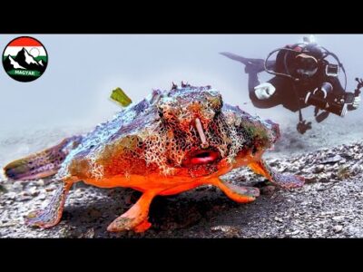 Megtaláltuk a DENEVÉRHALAT! 🐟 Az óceán egyik legfurcsább külsejű hala