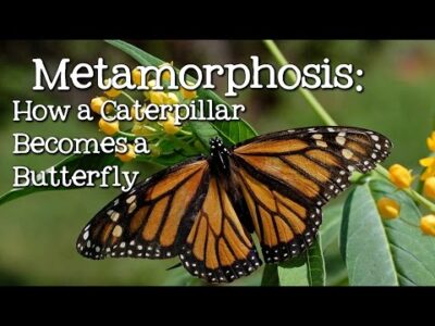 Metamorphosis: Caterpillar to Butterfly for Children – FreeSchool