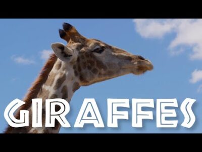 [NEW/IMPROVED] All About Giraffes for Kids: Giraffe Video for Children – FreeSchool