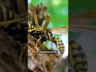 ÓRIÁS DARAZSAK 🐝 Extrém vadállat harapás | Brave Wilderness Magyar #shorts