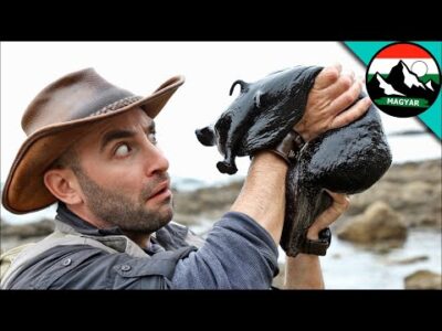 ÓRIÁS FEKETE TENGERI NYÚL | Brave Wilderness Magyar | Ismeretterjesztő videók a vadonról