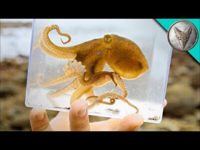 Polipot találtunk a parton 🐙 Csodálatos tengeri lények / Brave Wilderness Magyar