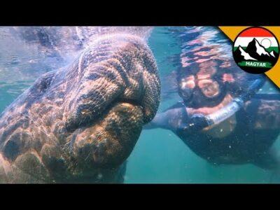 TALÁLKOZÁS A HATALMAS MANÁTTAL | Brave Wilderness Magyar | A víz alatti világ titkai