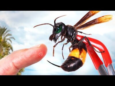 Találkozás a legnagyobb darázscsal! Ismeretterjesztő videók a vadonról | Brave Wilderness Magyar