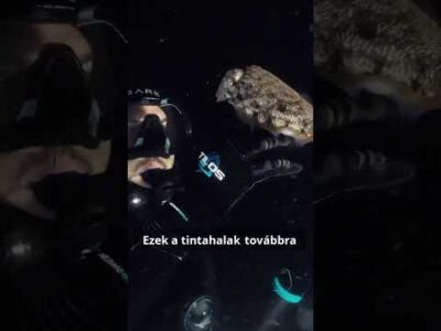 TALÁLKOZÁS EGY TINTAHALLAL! Brave Wilderness Magyar #shorts #természet