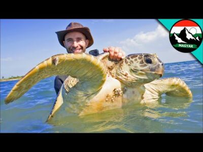 TENGERI TEKNŐSÖK FOGÁSA! Az óceán víz alatti világa | Brave Wilderness Magyar
