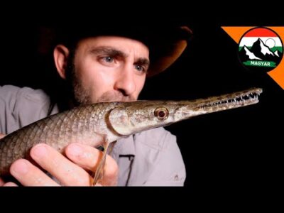 TEXAS 5 LEGFURCSÁBB LÉNYE | Brave Wilderness Magyar