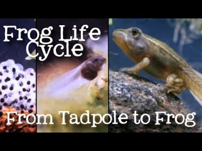 The Life Cycle of a Frog: Metamorphosis from Tadpole to Frog for Kids – FreeSchool