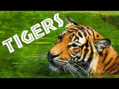 Tigers for Kids: Learn All About Tigers – FreeSchool