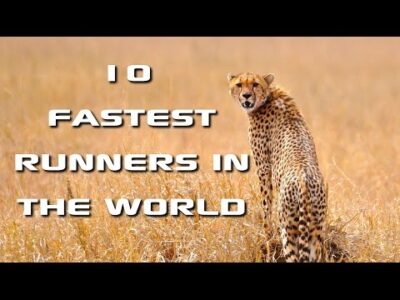 Top 10 Fastest Animals in the World: Fastest Runners in the Animal Kingdom – FreeSchool