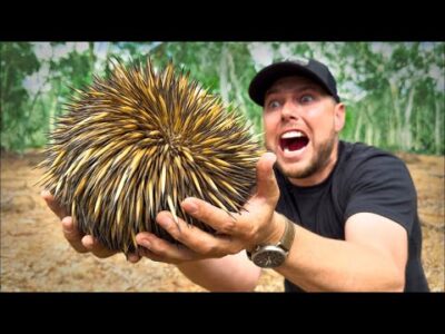 VESZÉLYEZTETETT ECHIDNA-HARAPÁS | Extrém vadállat harapás | Brave Wilderness Magyar